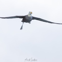 Albatros des Galapagos