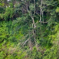 Végétation tropicale