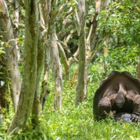 Tortue géante des Galapagos: accouplement