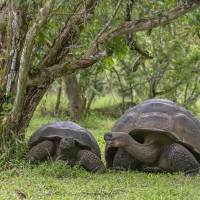 Tortue géante des Galapagos