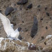 Mouette à queue fourchue: accouplement