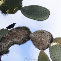 Géospize des cactus