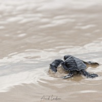 Tortue marine: bébé rejoignant la mer