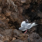 Mouette à queue fourchue