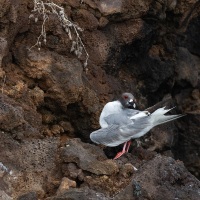 Mouette à queue fourchue