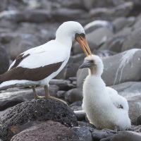 Fou masqué: adulte et son poussin