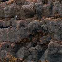 Puffin des Galapagos