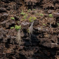 Végétation de falaise