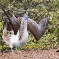 Fou à pieds bleus: parade