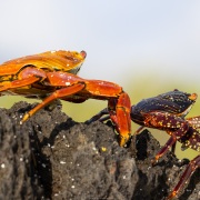 Crabe rouge de rocher