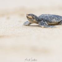 Tortue marine: bébé rejoignant la mer