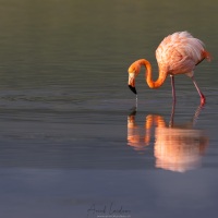 Flamant rose de Floride