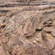 Hibou des marais