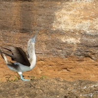 Fou à pieds bleus