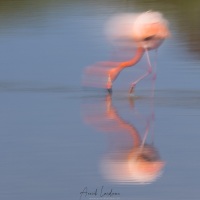 Flamant rose de Floride