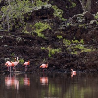 Flamant rose de Floride