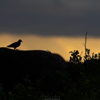 Tourterelle des Galapagos