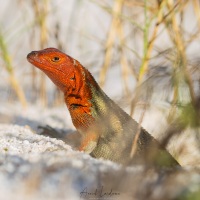 Lézard de lave