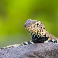 Lézard de lave