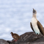 Fou à pieds bleus et tourterelle des Galapagos
