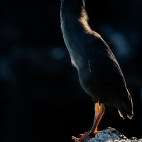 Héron des Galapagos