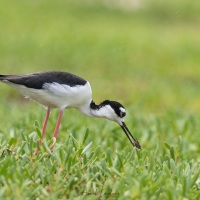 Échasse d'Amérique