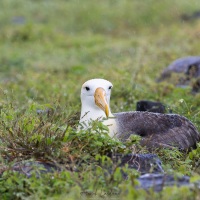 Albatros des Galapagos