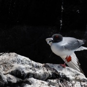 Mouette à queue fourchue