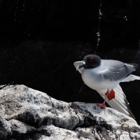 Mouette à queue fourchue