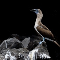 Fou à pieds bleus