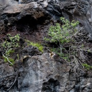 Végétation de falaise