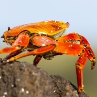 Crabe rouge de rocher