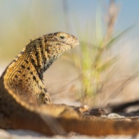 Lézard de lave