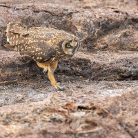 Hibou des marais