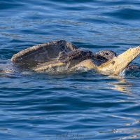 Tortue marine: accouplement