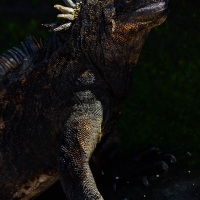 Iguane marin