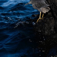 Héron des Galapagos