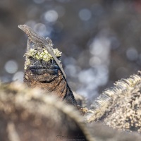 iguane marin et lézard de lave