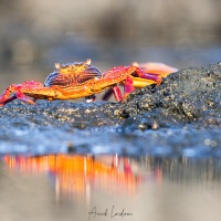 Crabe de rocher
