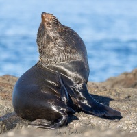 Lion de mer