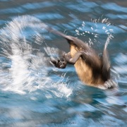 Cormoran aptère plongeant