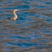 Cormoran aptère