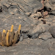 Cactus de lave