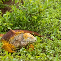 Iguane terrestre