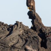 Buse des Galapagos