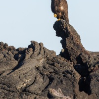 Buse des Galapagos