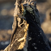 Iguane marin eet lézard de lave