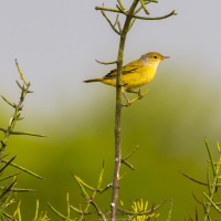 Paruline jaune