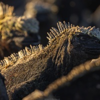 Iguane marin