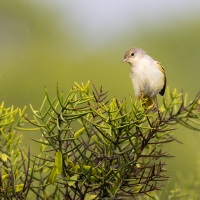 Gobemouche des Galapagos